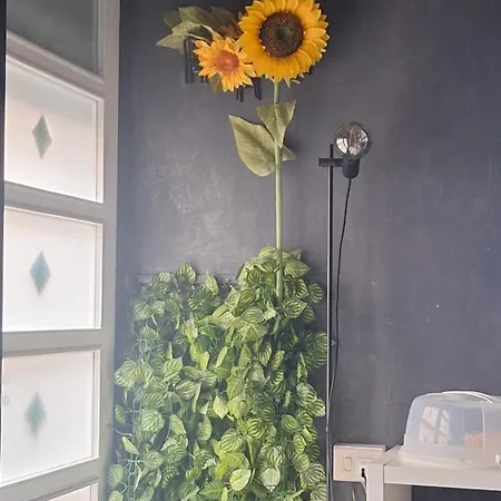 Lägenhet Girasole - - Molfetta